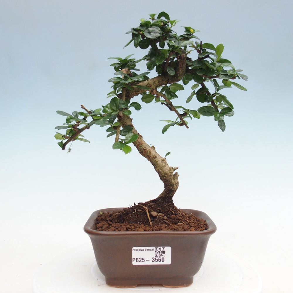 Camera bonsai - Carmona macrophylla - Tea fuki
