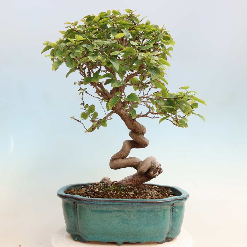 Bonsai da esterno -Carpinus CARPINOIDES - Carpino coreano