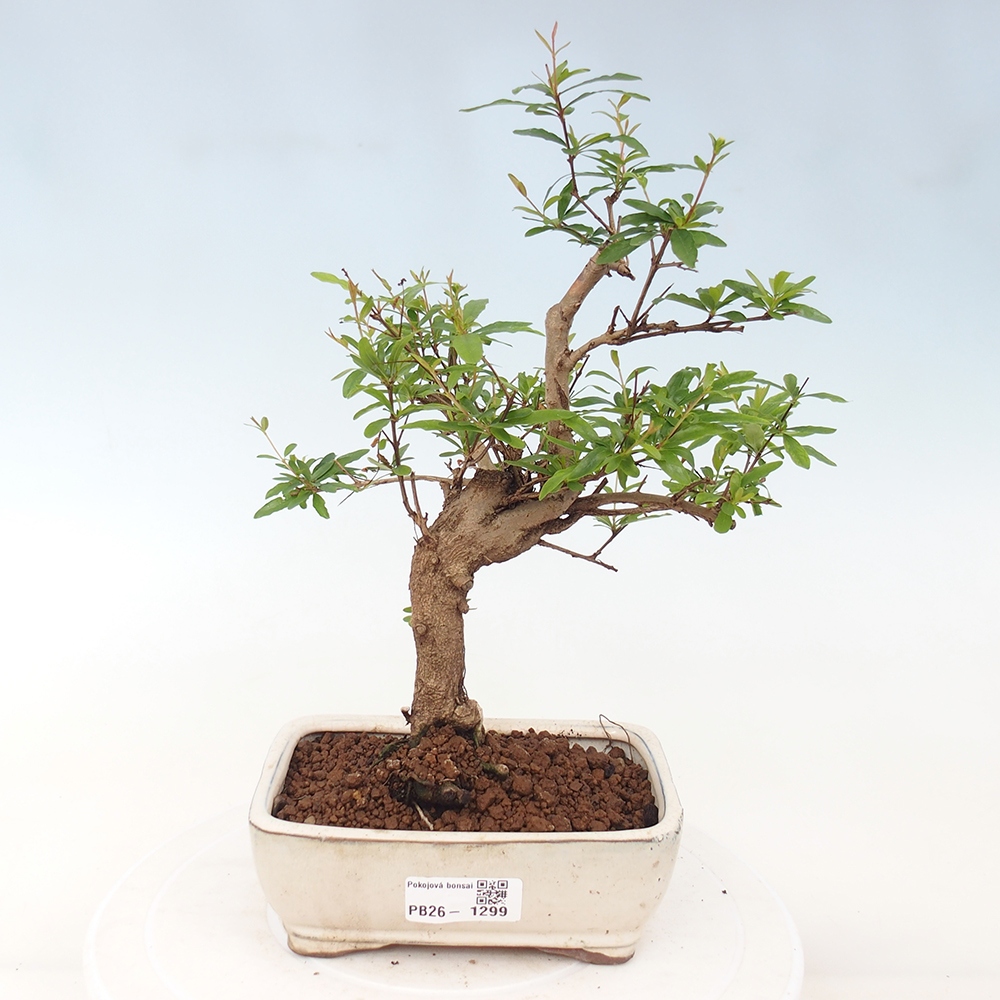 Camera bonsai-PUNICA granatum nana-Mela granata