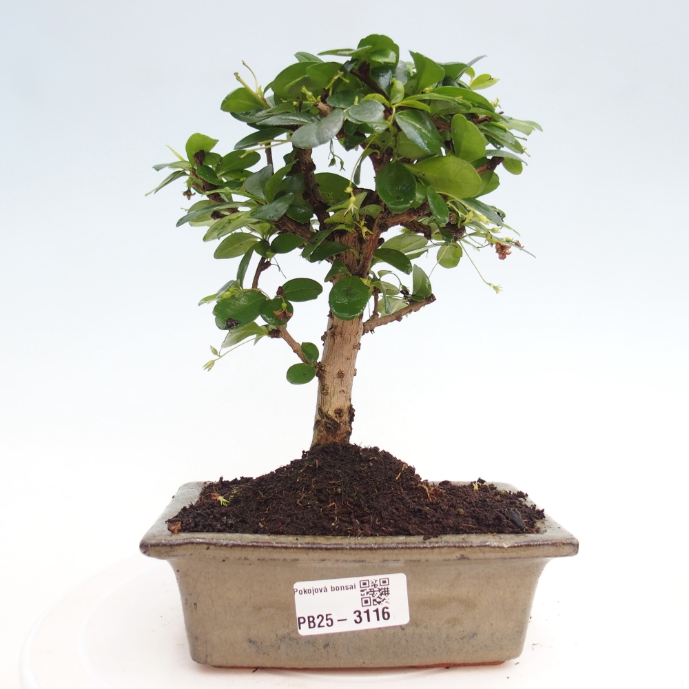 Camera bonsai - Carmona macrophylla - Tea fuki