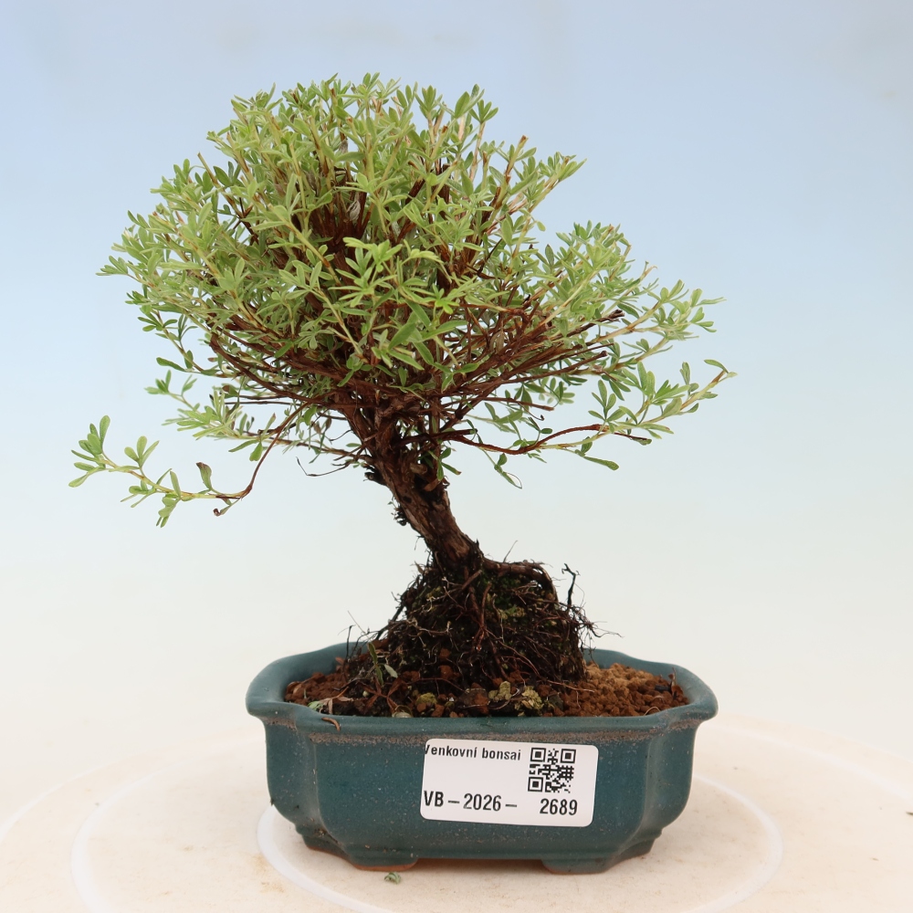 Bonsai da esterno - Potentilla fruticosa - Goldkissen