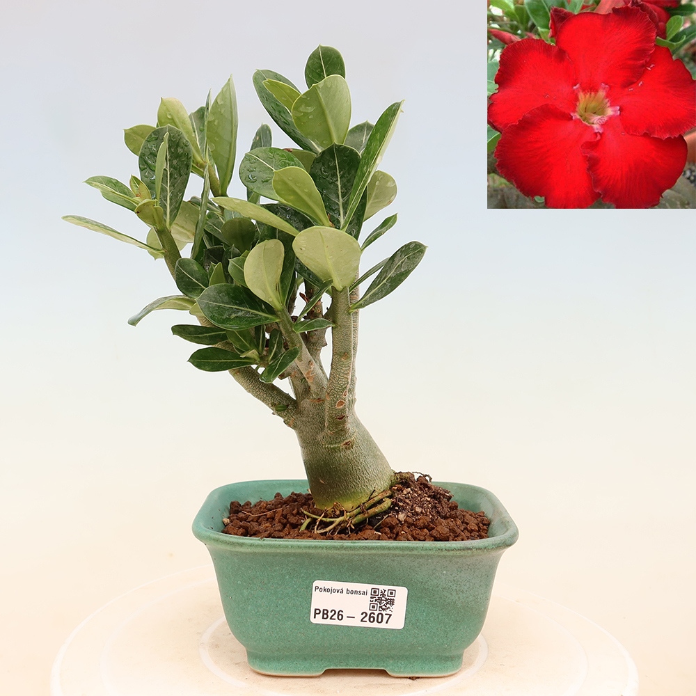 Bonsai da interno - Adenium obesum Red Star - Rosa del deserto