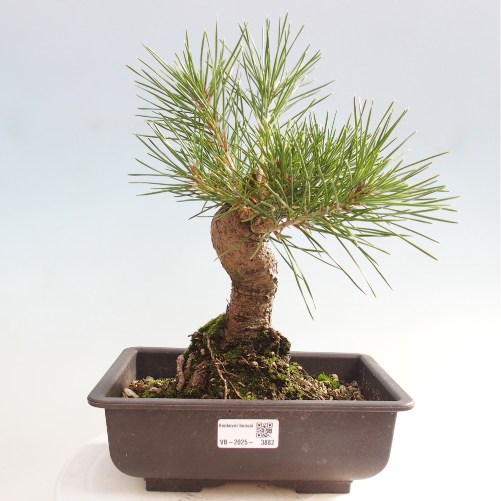Bonsai da esterno - Pinus thunbergii - Pino di Thunberg
