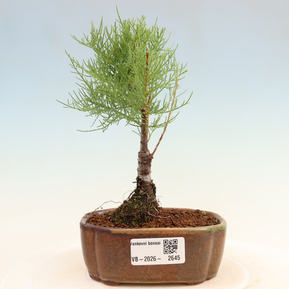 Bonsai da esterno - Tamarisco - Tamarix