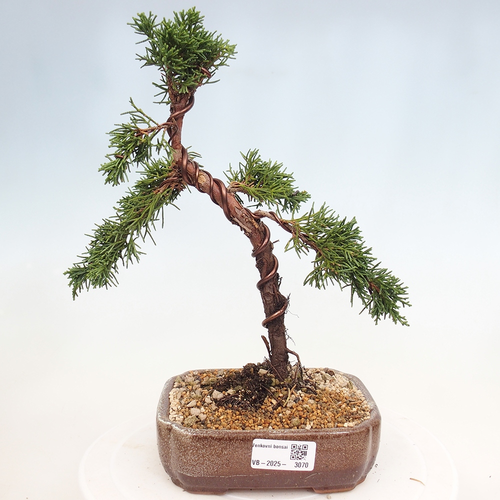 Bonsai da esterno - Juniperus chinensis Kishu