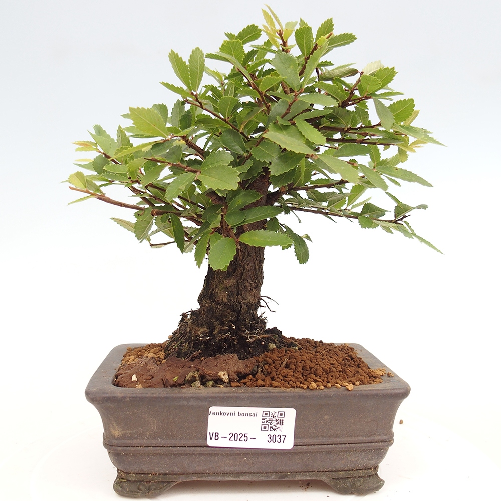 Bonsai da esterno - Zelkova - Zelkova NIRE