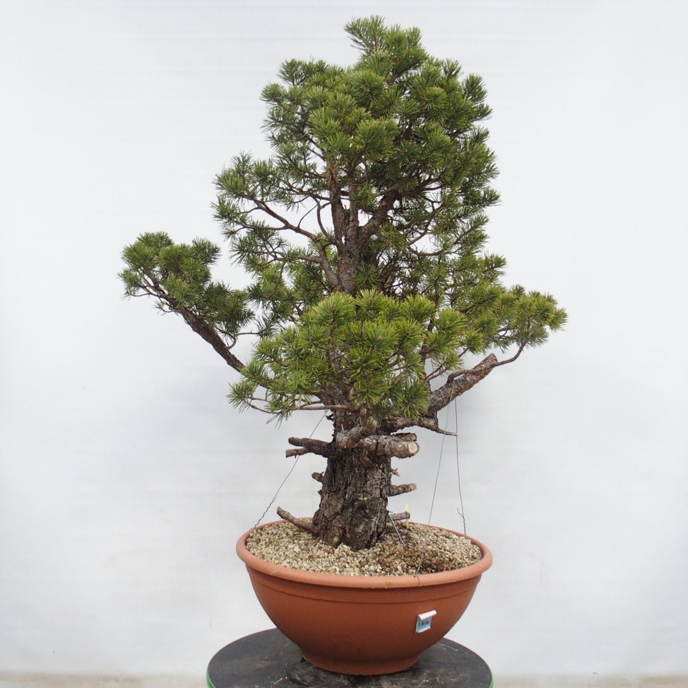 Yamadori - Pinus sylvestris Spagna