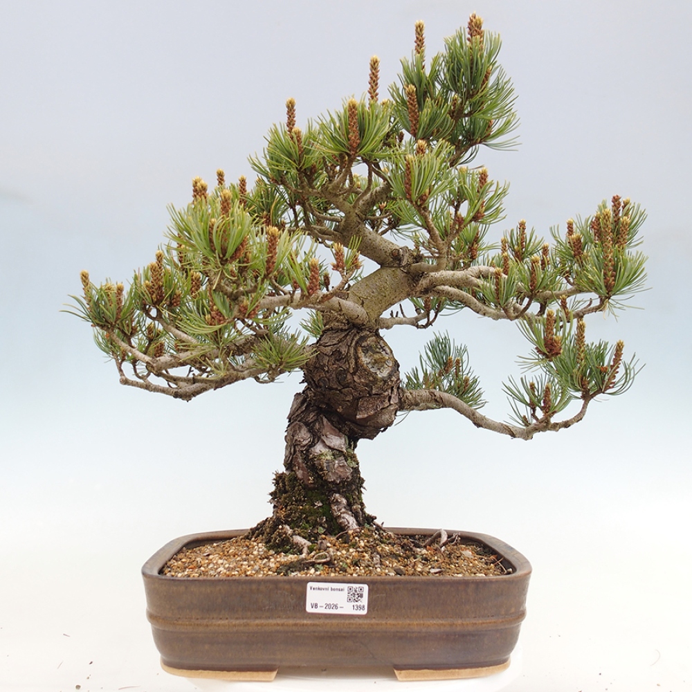 Bonsai da esterno - Pinus parviflora - Pinus parviflora