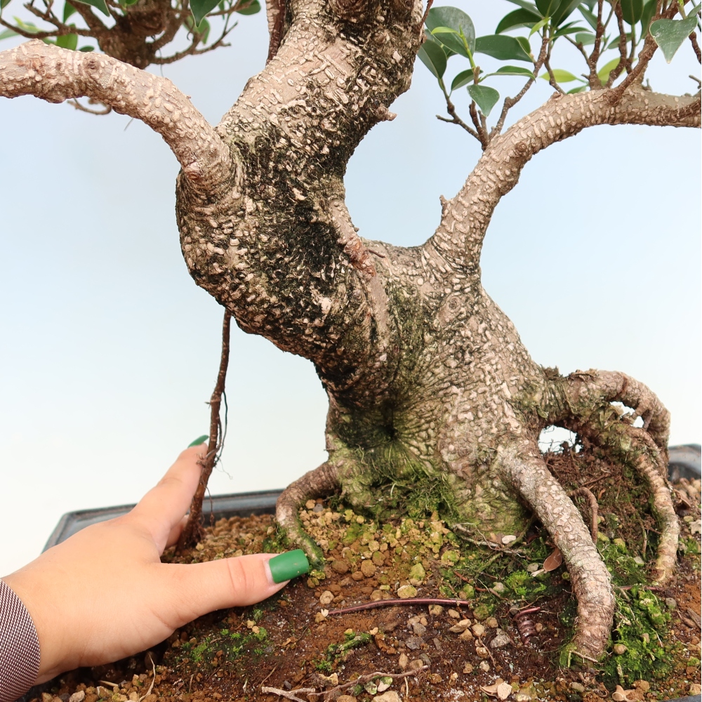 Camera bonsai - Ficus kimmen - ficus a foglie piccole