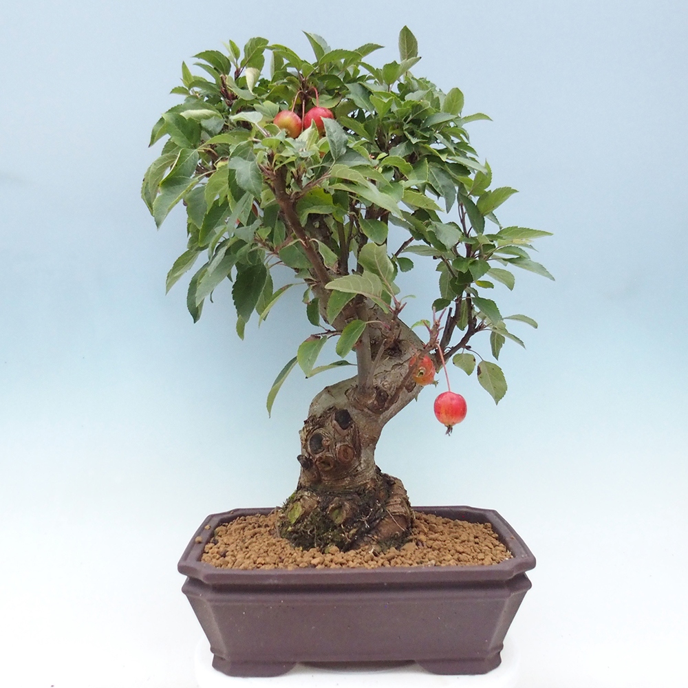 Bonsai da esterno -Malus halliana - Melo a frutto piccolo