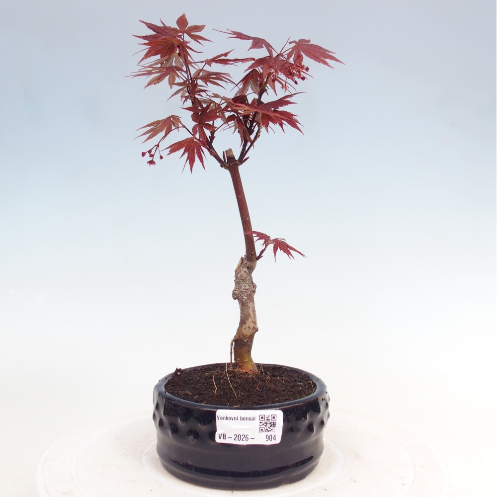 Bonsai da esterno - Palma Acer. Atropurpureum-Javor palmate
