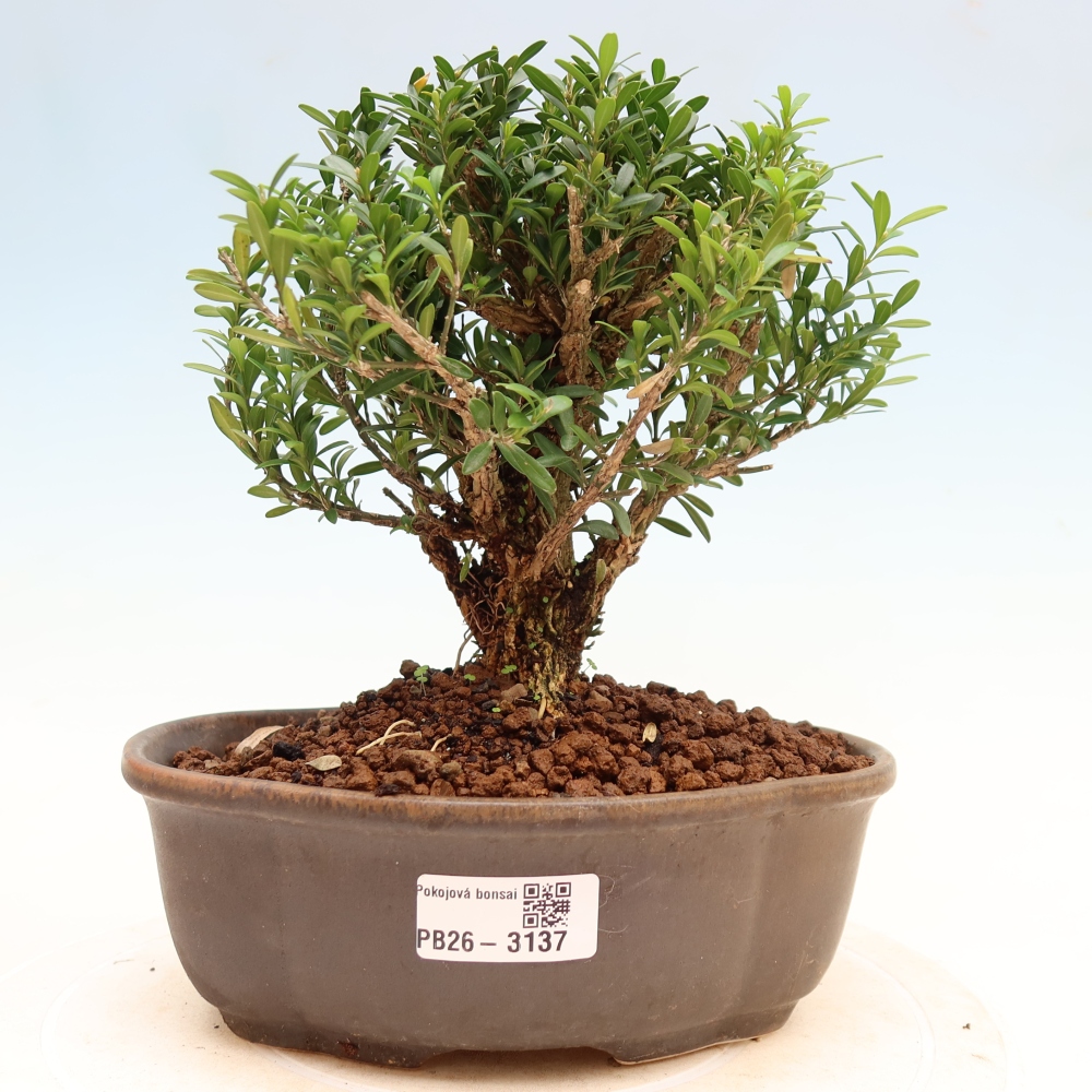 Camera bonsai - Buxus harlandii - buxus da sughero