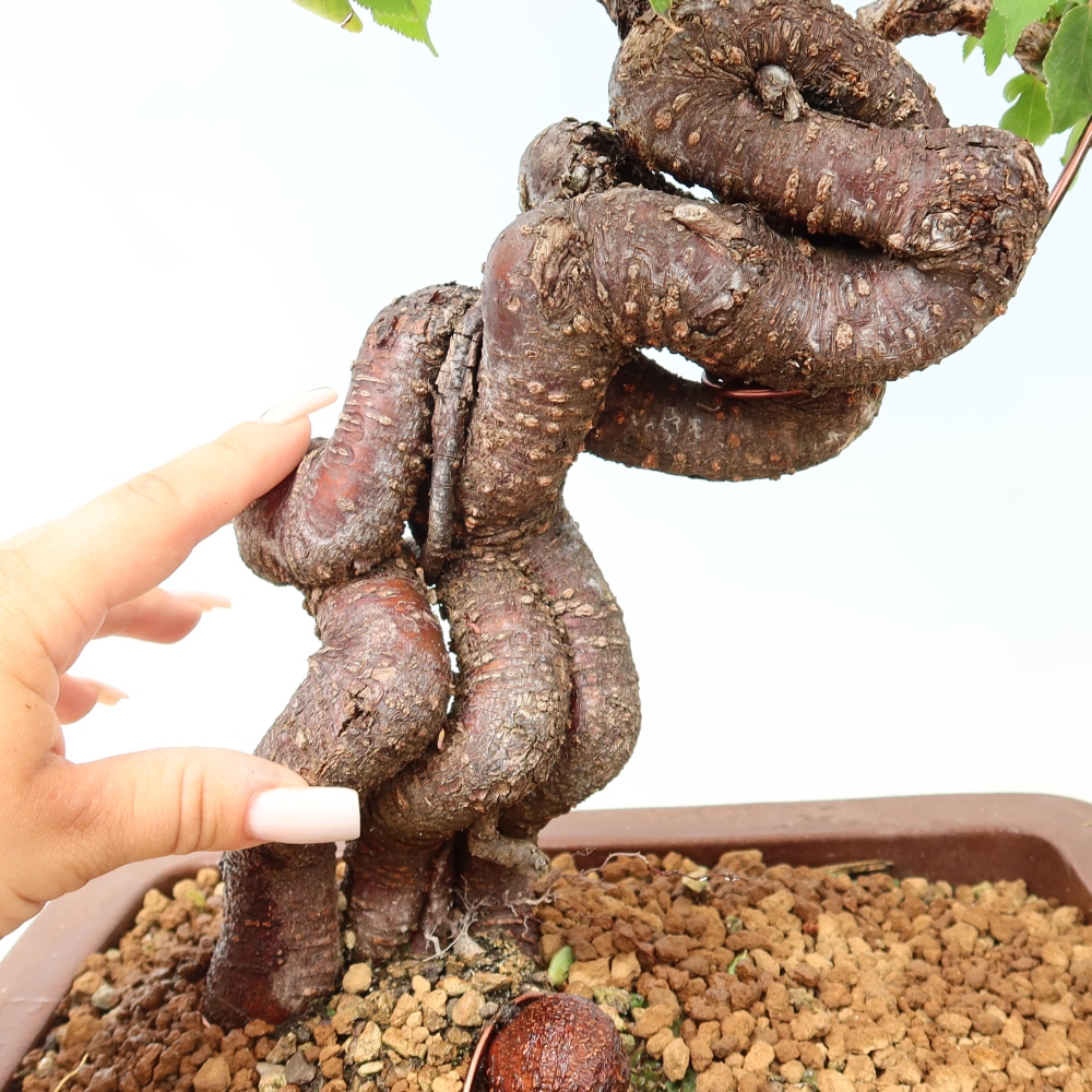 Bonsai da esterno - Albicocco giapponese - Prunus Mume