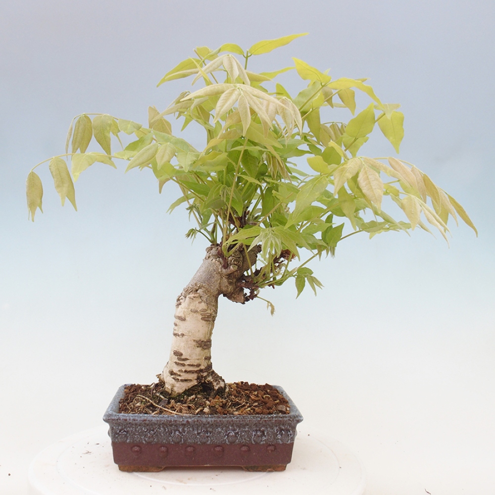 Bonsai da esterno - Glicine floribunda