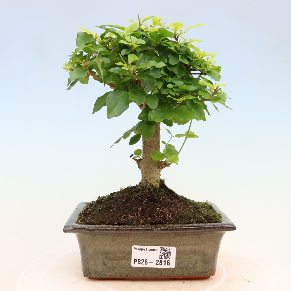 Camera bonsai -Ligustrum chinensis - Becco d'uccello