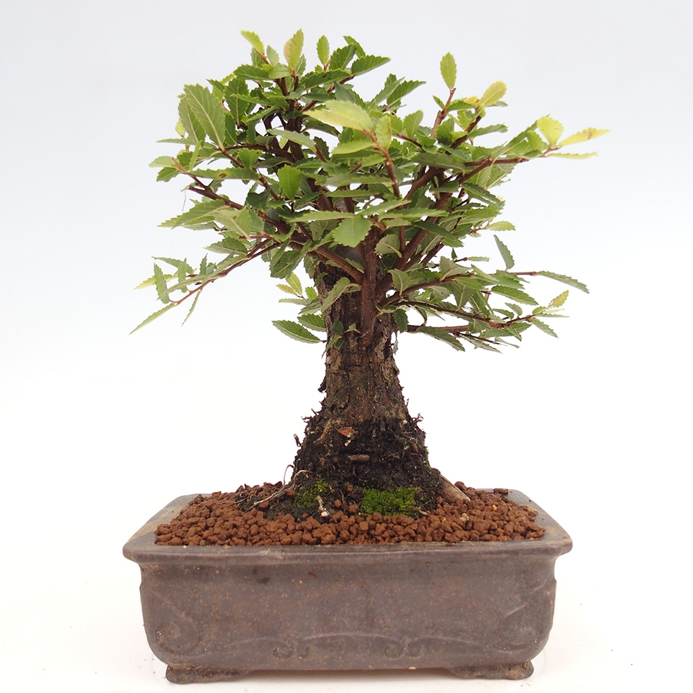 Bonsai da esterno - Zelkova - Zelkova NIRE