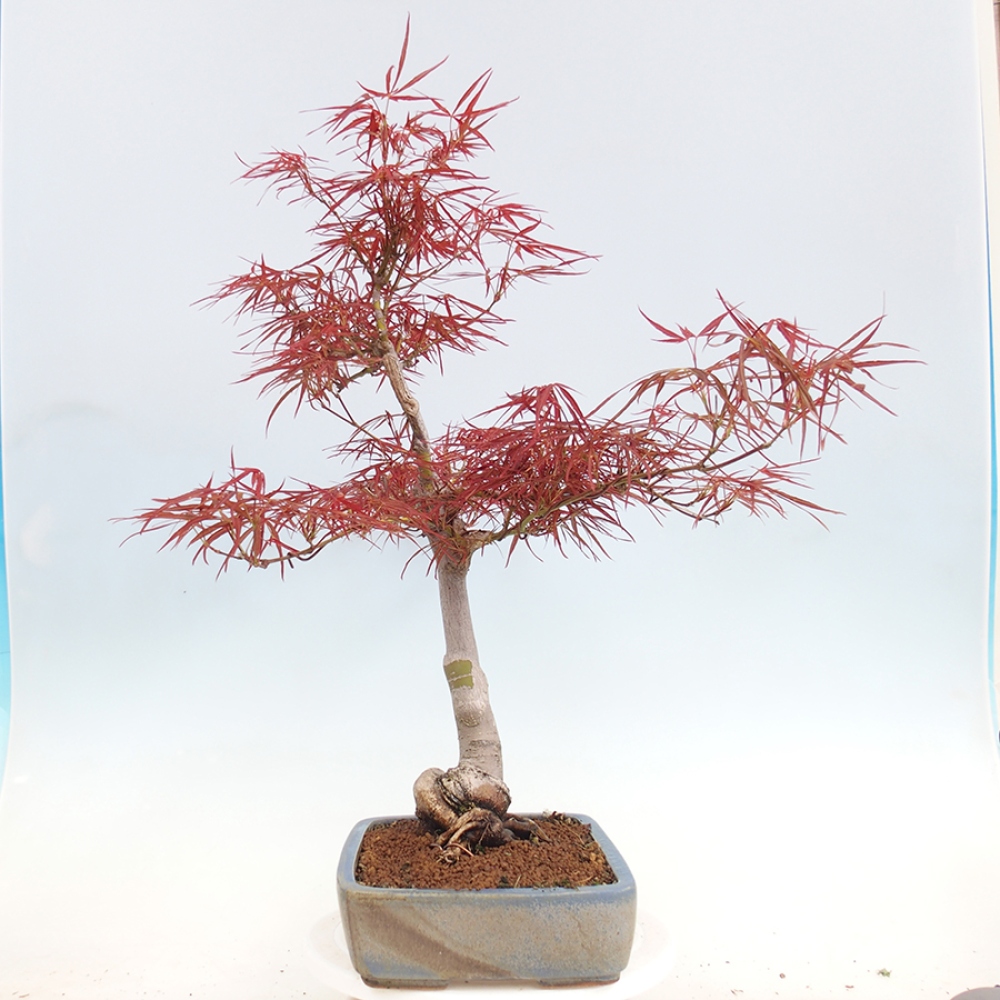 Bonsai da esterno - Acer palmatum RED PYGMY