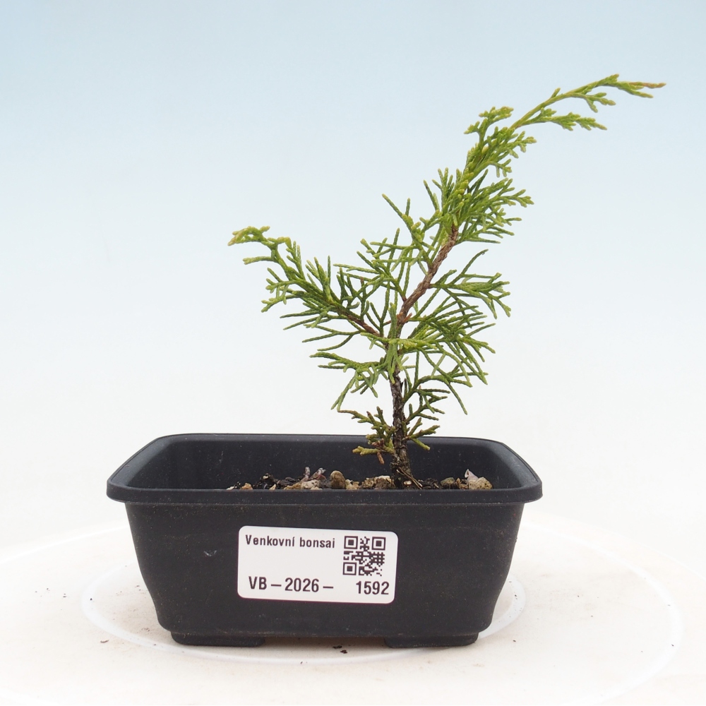 Bonsai da esterno - Juniperus chinensis Itoigawa