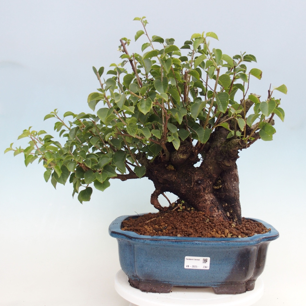 Bonsai da esterno - Mahalebka - Prunus mahaleb