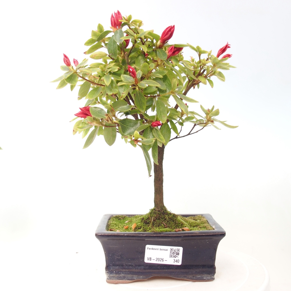 Bonsai da esterno - Azalea giapponese - Azalea sp.