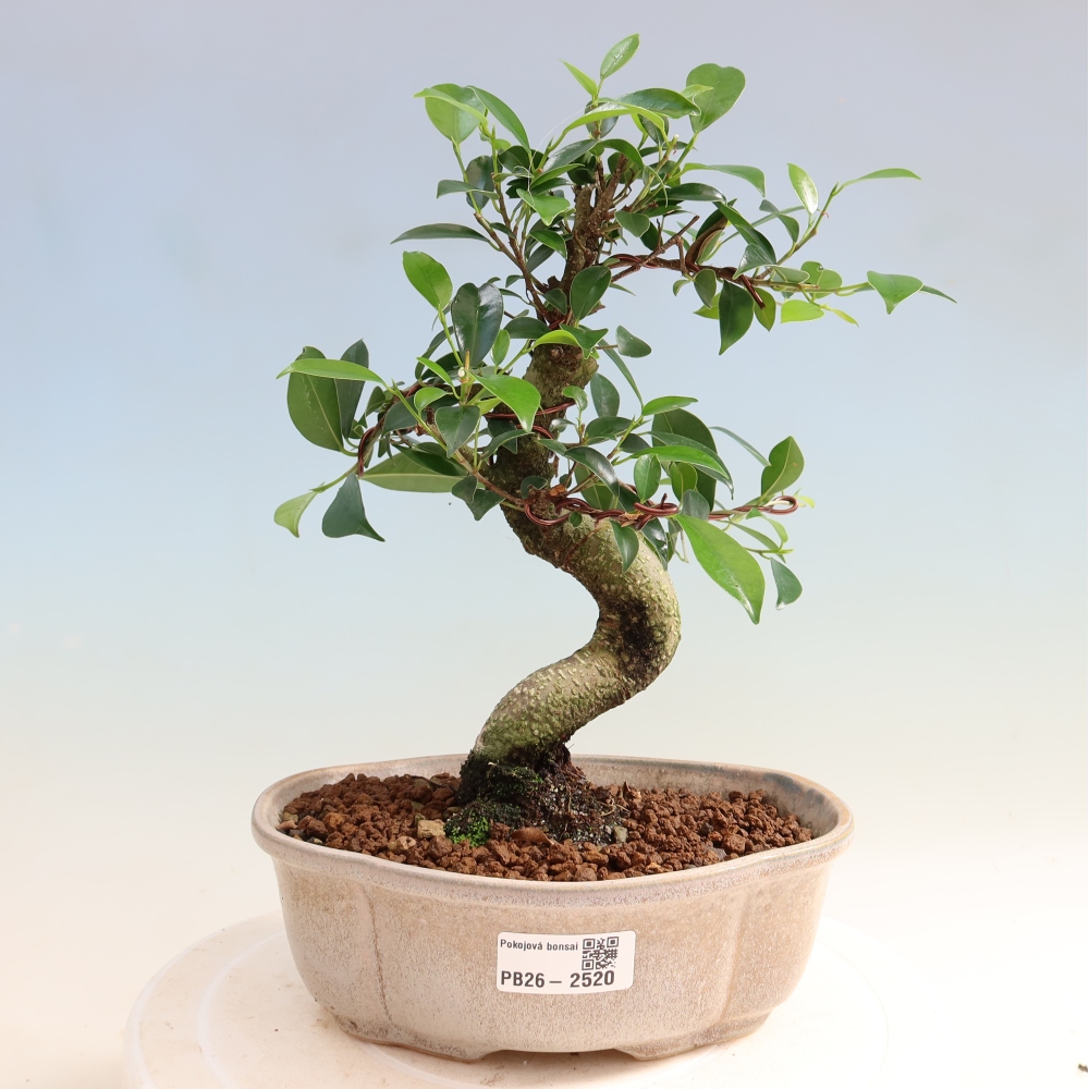 Camera bonsai - Ficus retusa - ficus a foglie piccole
