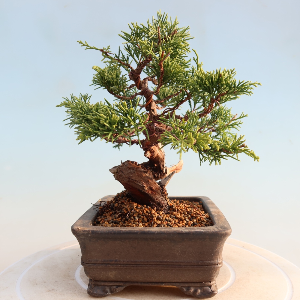 Bonsai da esterno - Juniperus chinensis Itoigawa