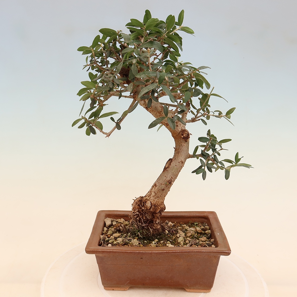 Bonsai da interno - Olea europaea sylvestris
