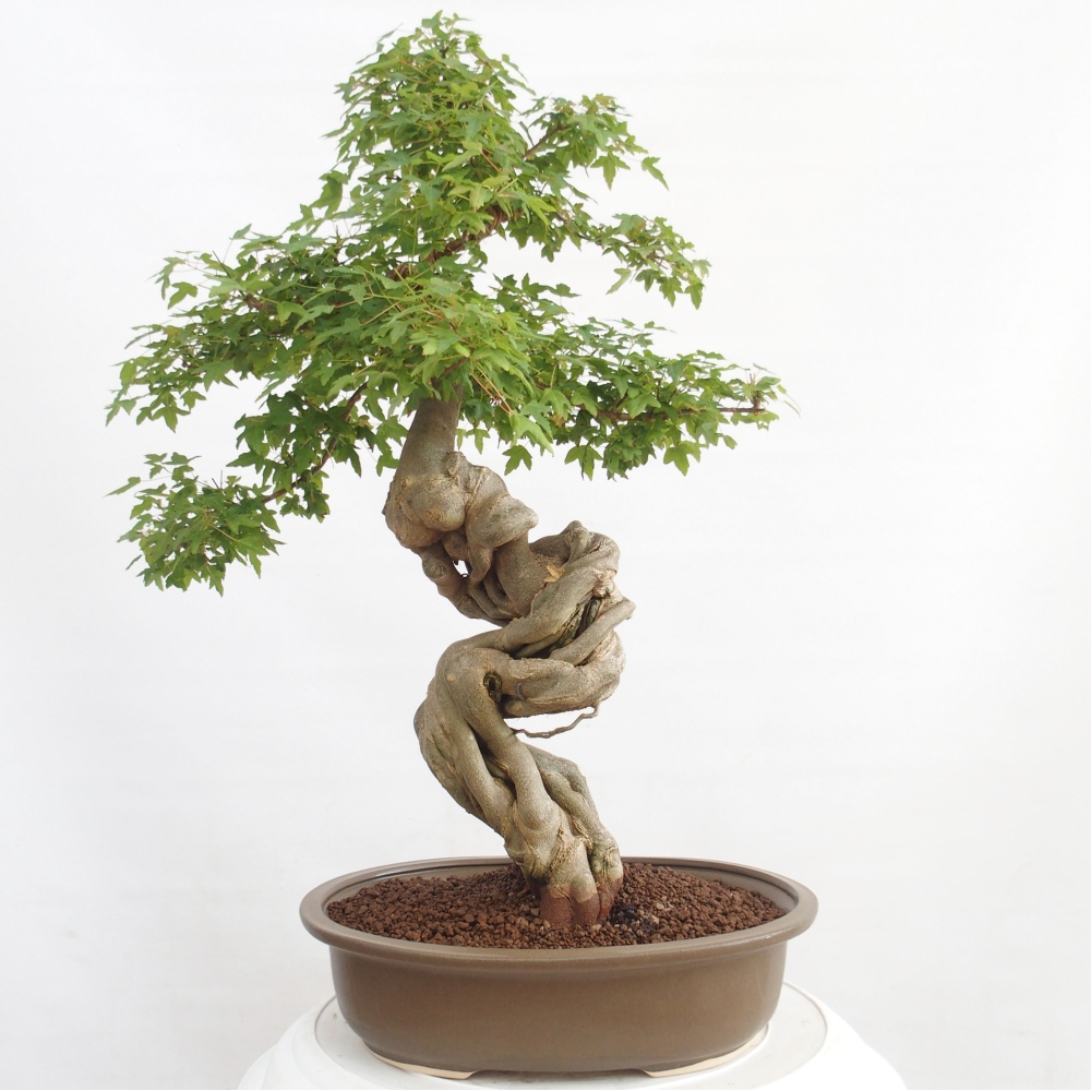 Bonsai da esterno - Acer Buergerianum - Acero burger
