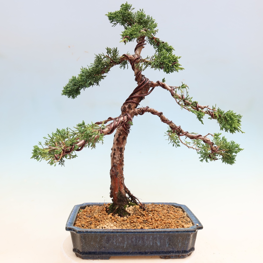 Bonsai da esterno - Juniperus chinensis Kishu