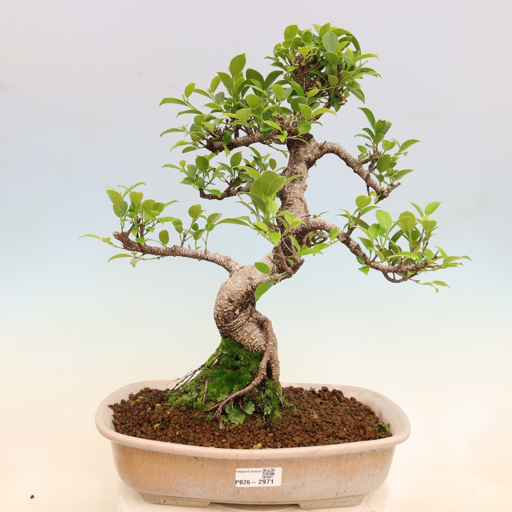 Camera bonsai - Ficus kimmen - ficus a foglie piccole