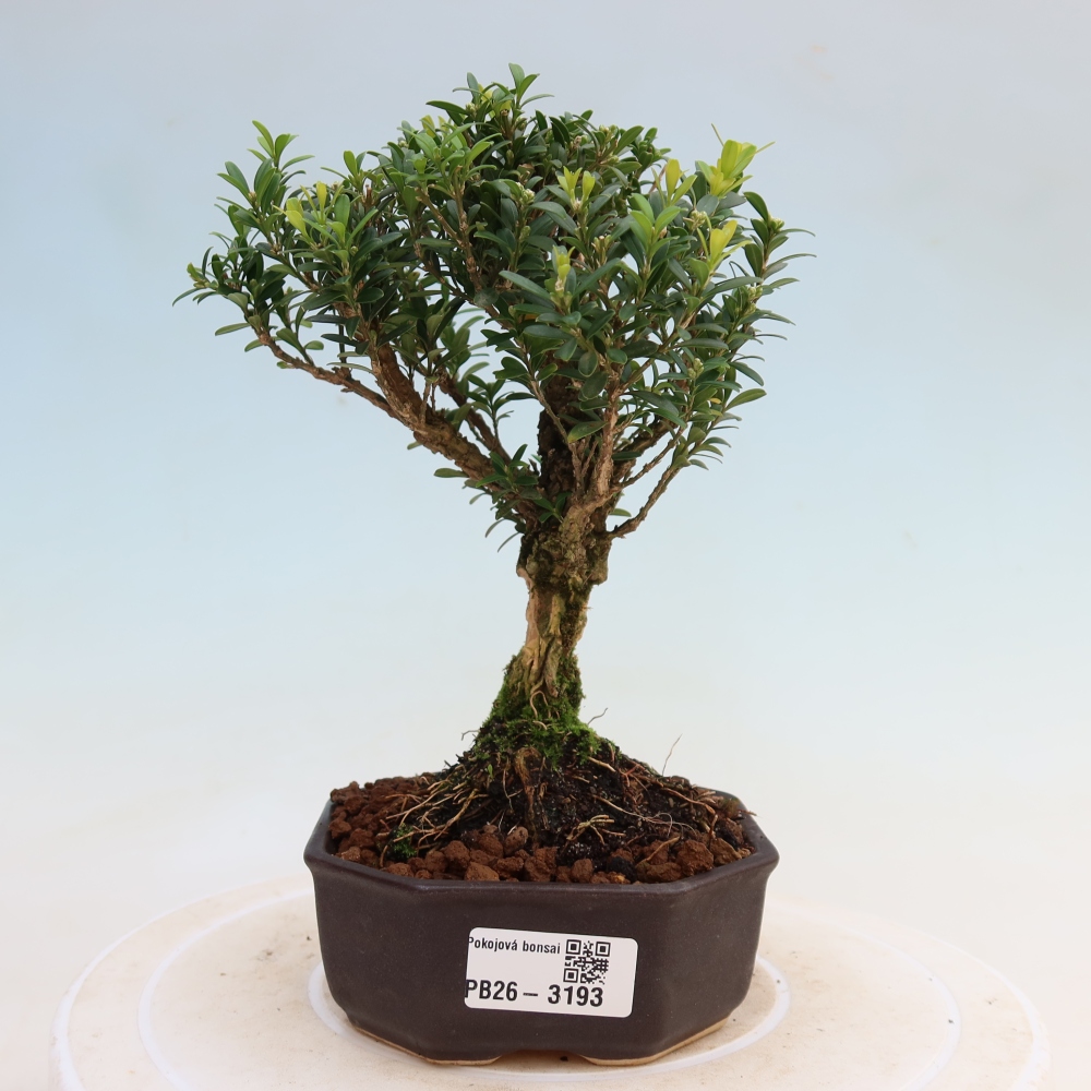 Camera bonsai - Buxus harlandii - buxus da sughero