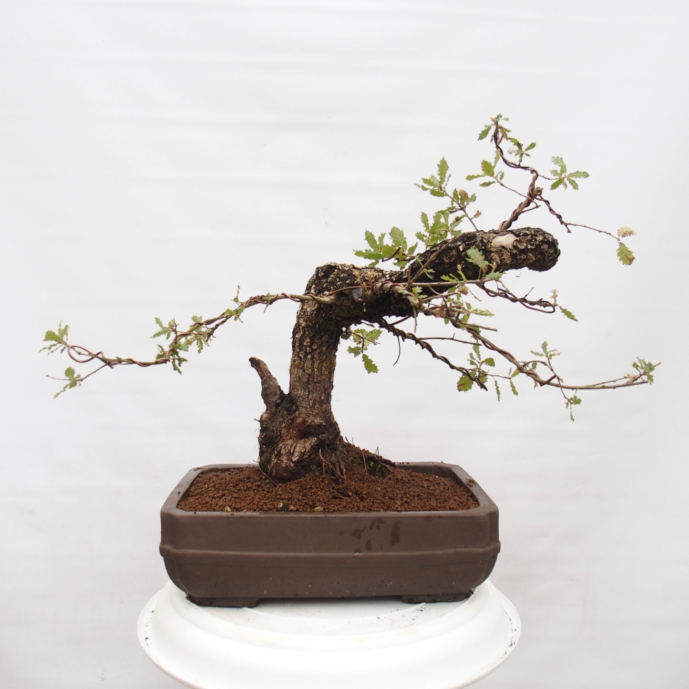 Yamadori - Quercus Ilex - Agrifoglio di quercia