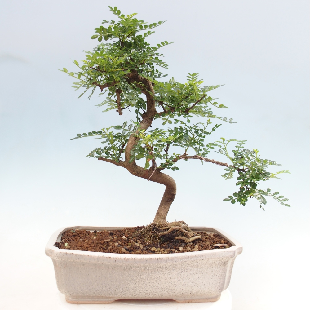 Camera bonsai - Zantoxylum piperitum - albero del pepe
