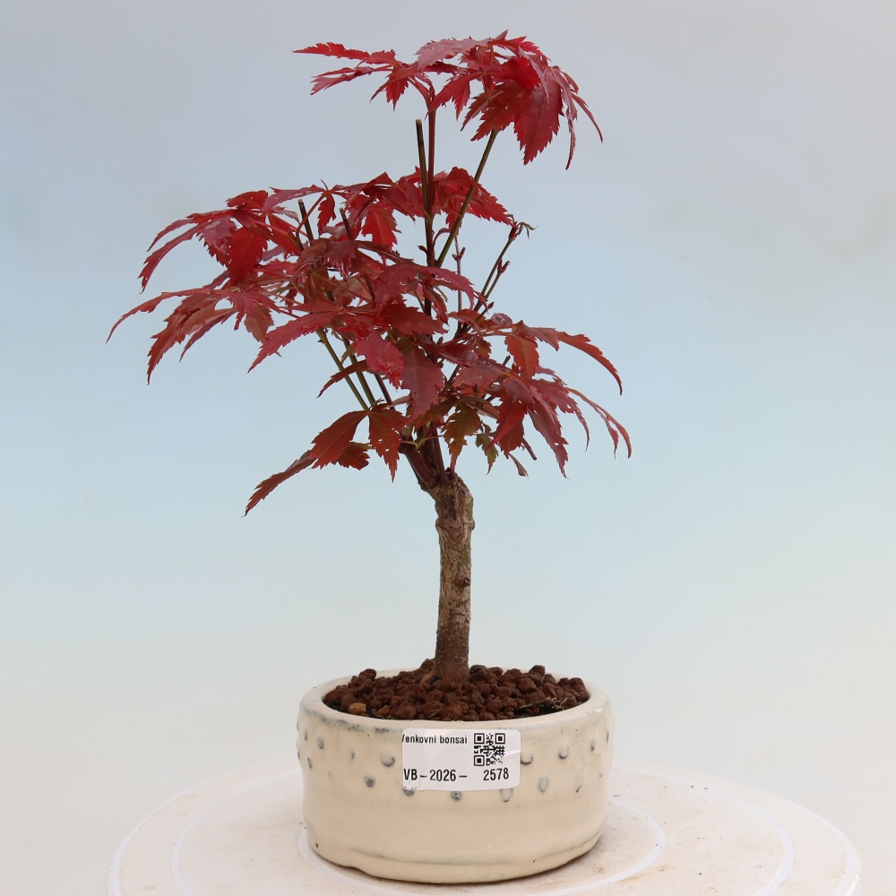 Bonsai da esterno - Palma Acer. Atropurpureum-Javor palmate
