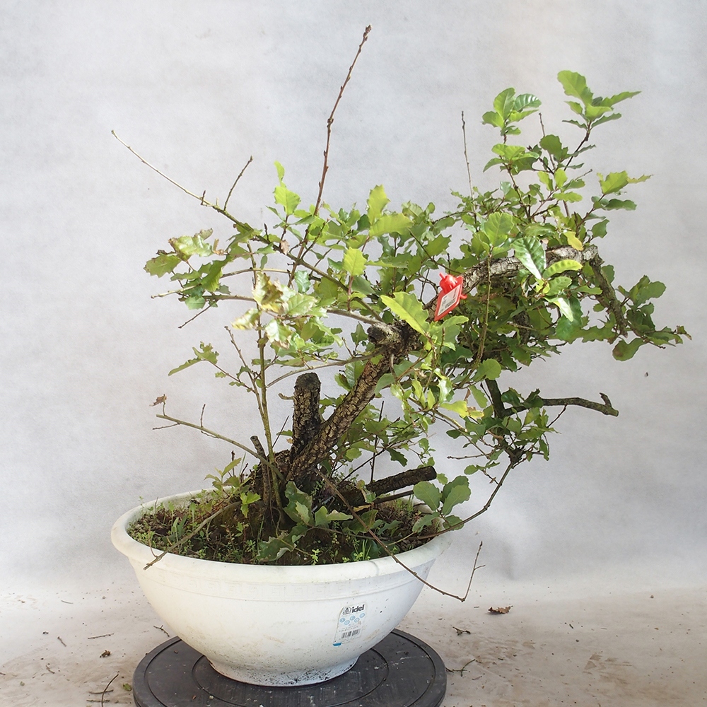 Bonsai da esterno Quercus Cerris - Quercia Cer
