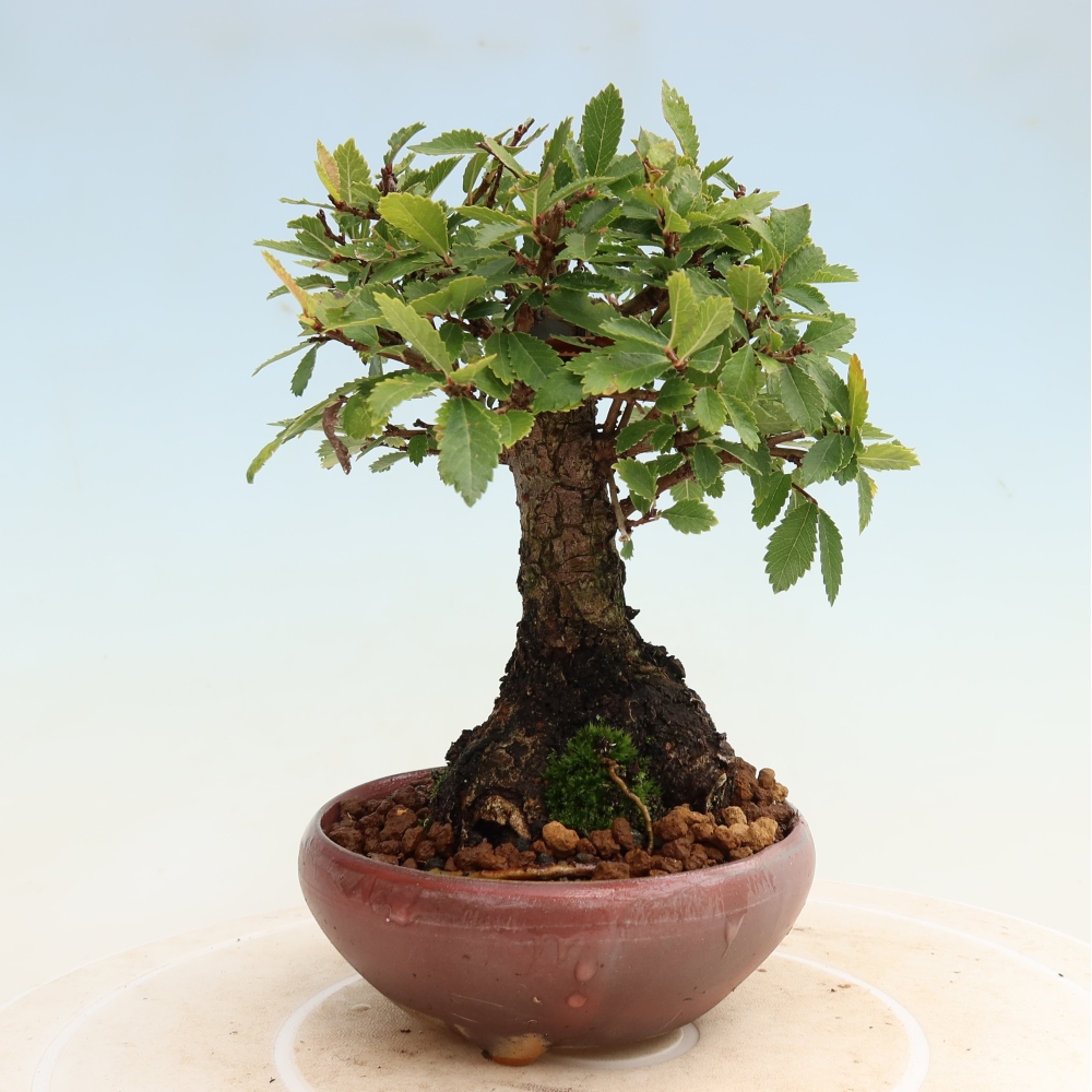 Bonsai da esterno - Zelkova - Zelkova NIRE