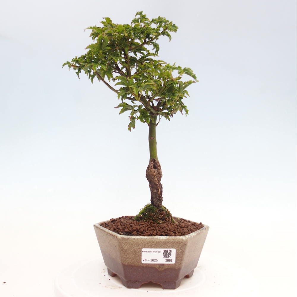 Bonsai da esterno -Palma di Giava Acer palmatum Shishigashira