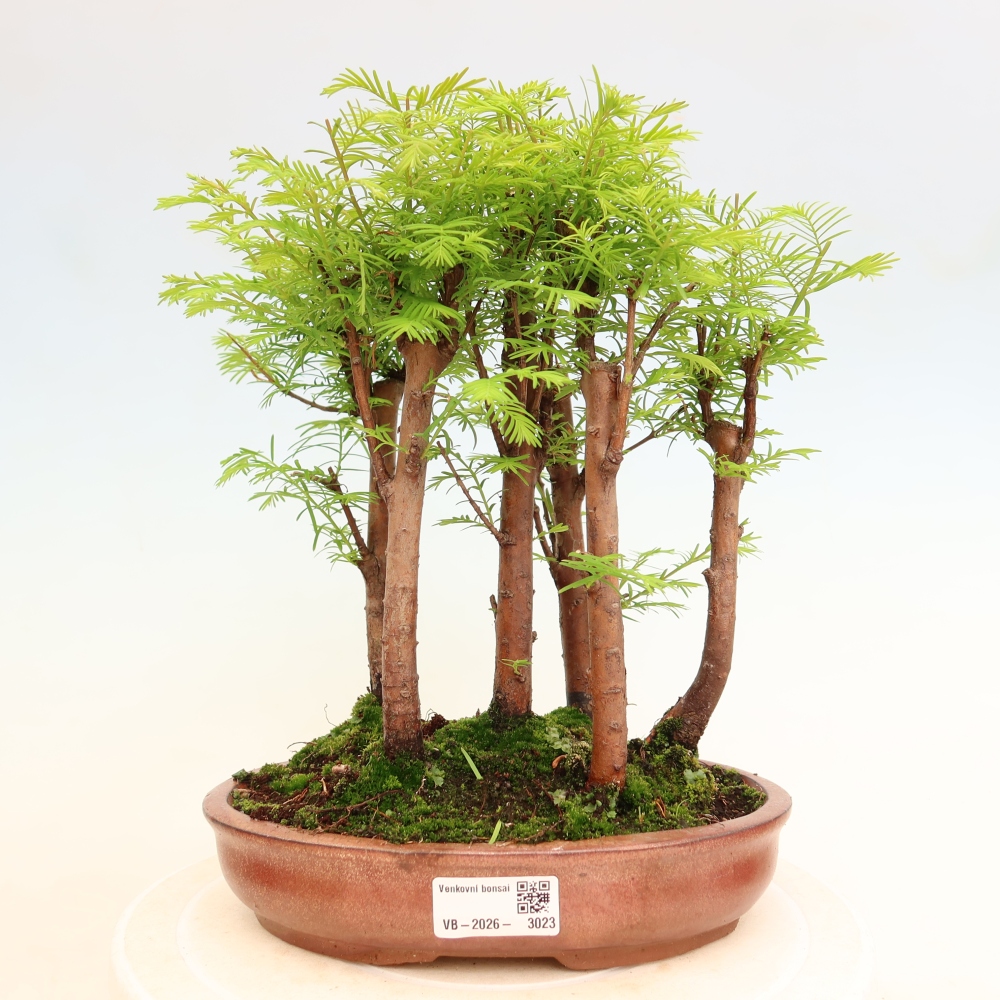 Bonsai da esterno - Metasequoia glyptostroboides - Metasequoia cinese - boschetto