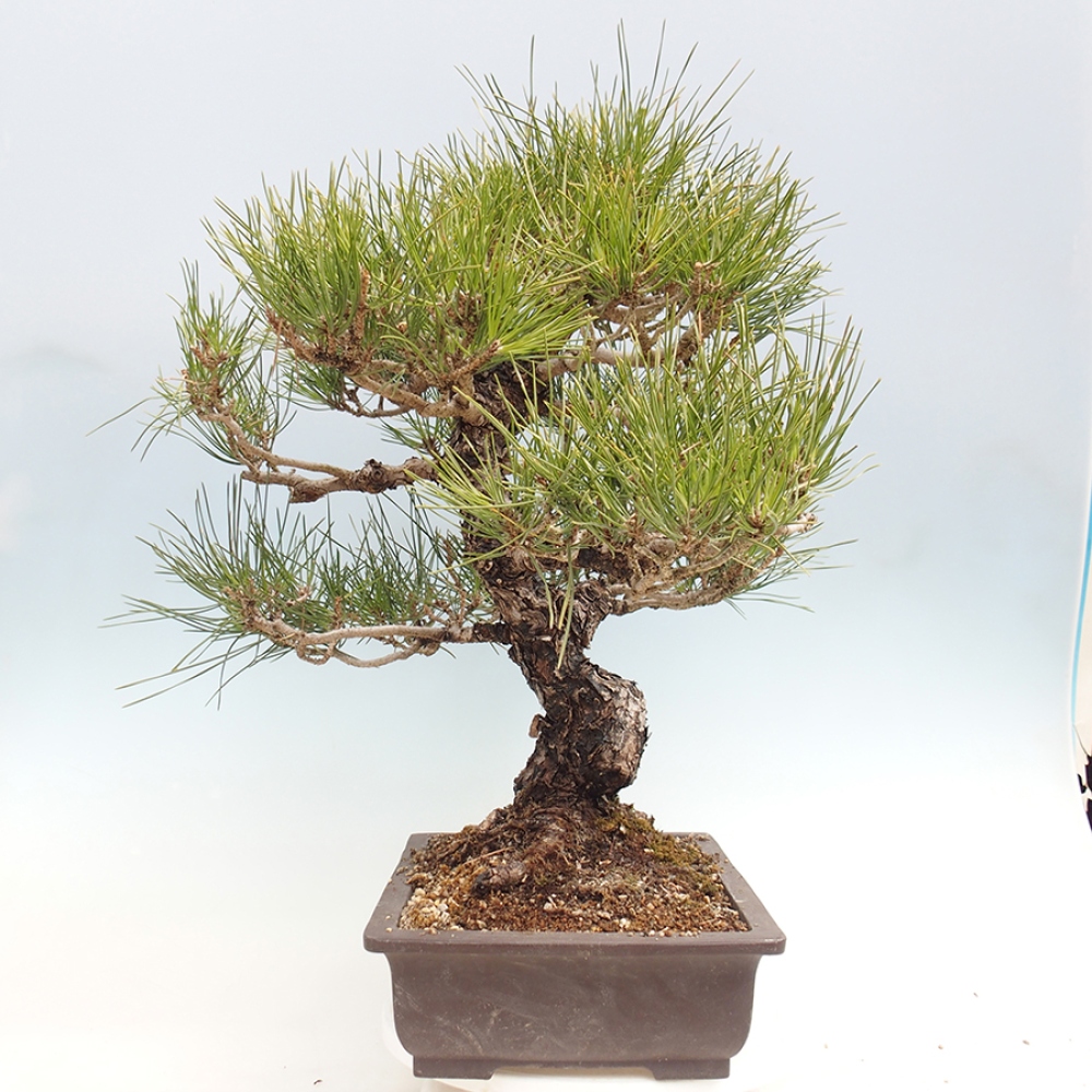 Bonsai da esterno - Pinus thunbergii - Pino di Thunberg