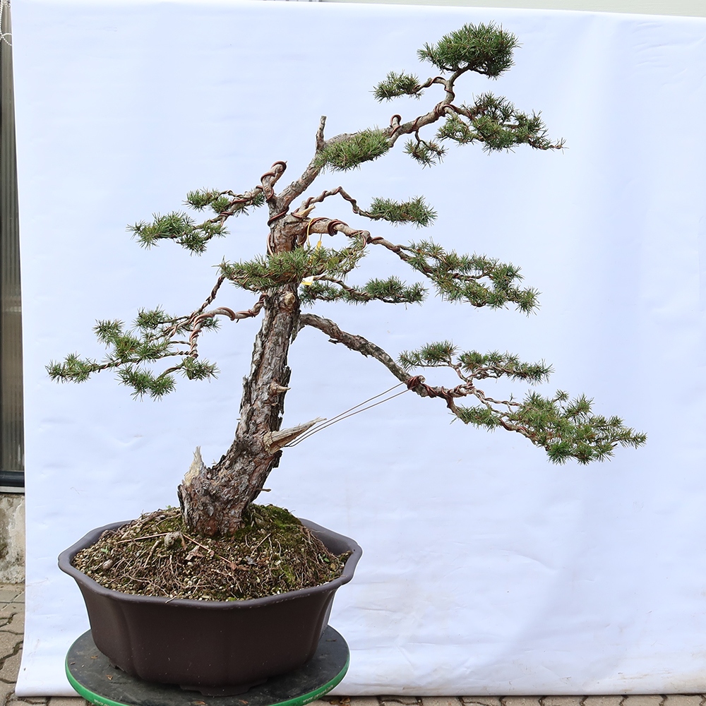 Pinus sylvestris Spagna - pino silvestre