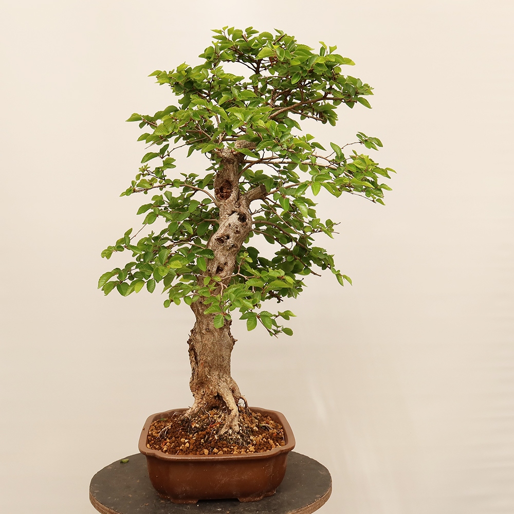 Bonsai da esterno -Carpinus Coreana - Carpino coreano