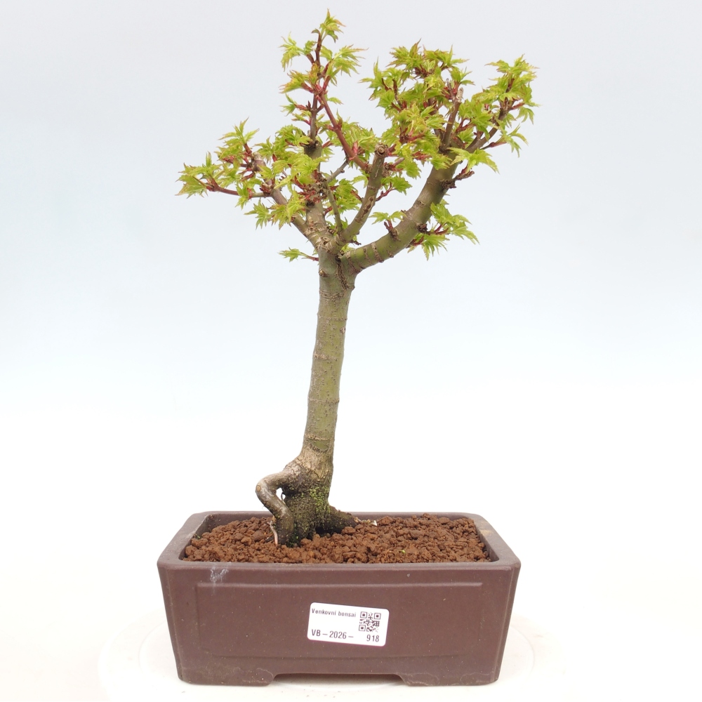 Bonsai da esterno -Palma di Giava Acer palmatum Shishigashira