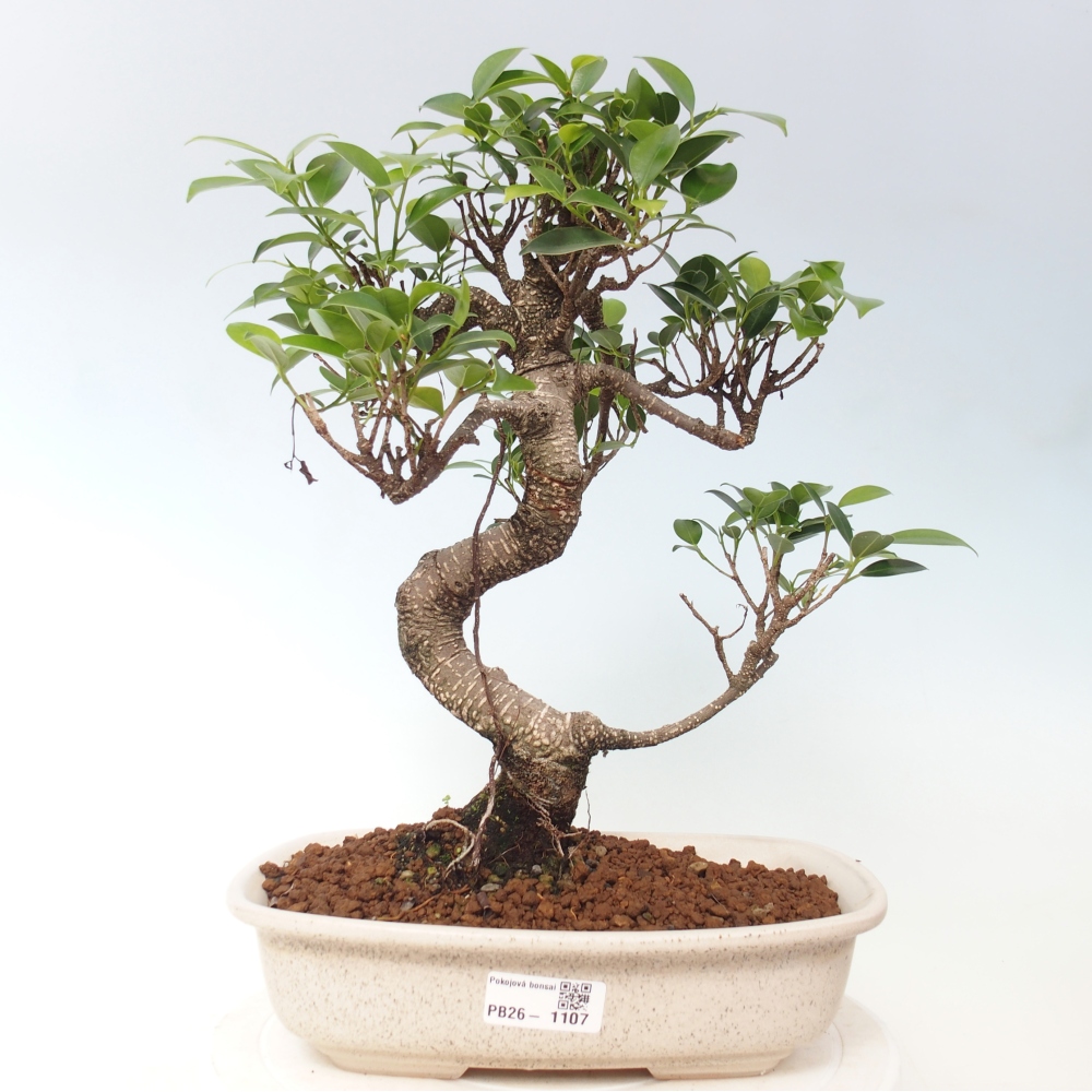 Camera bonsai - Ficus kimmen - ficus a foglie piccole