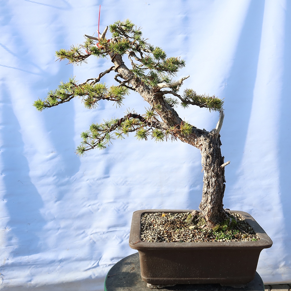 Pinus sylvestris Spagna - pino silvestre
