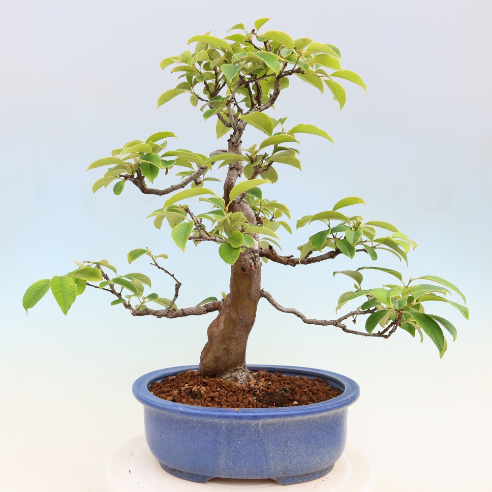 Bonsai da esterno - Pseudocydonia sinensis - Cotogno cinese