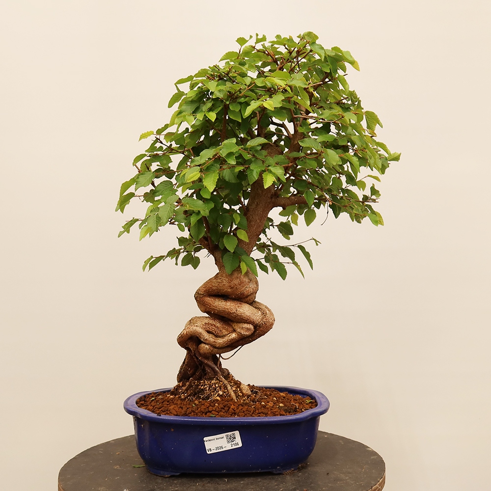 Bonsai da esterno -Carpinus Coreana - Carpino coreano