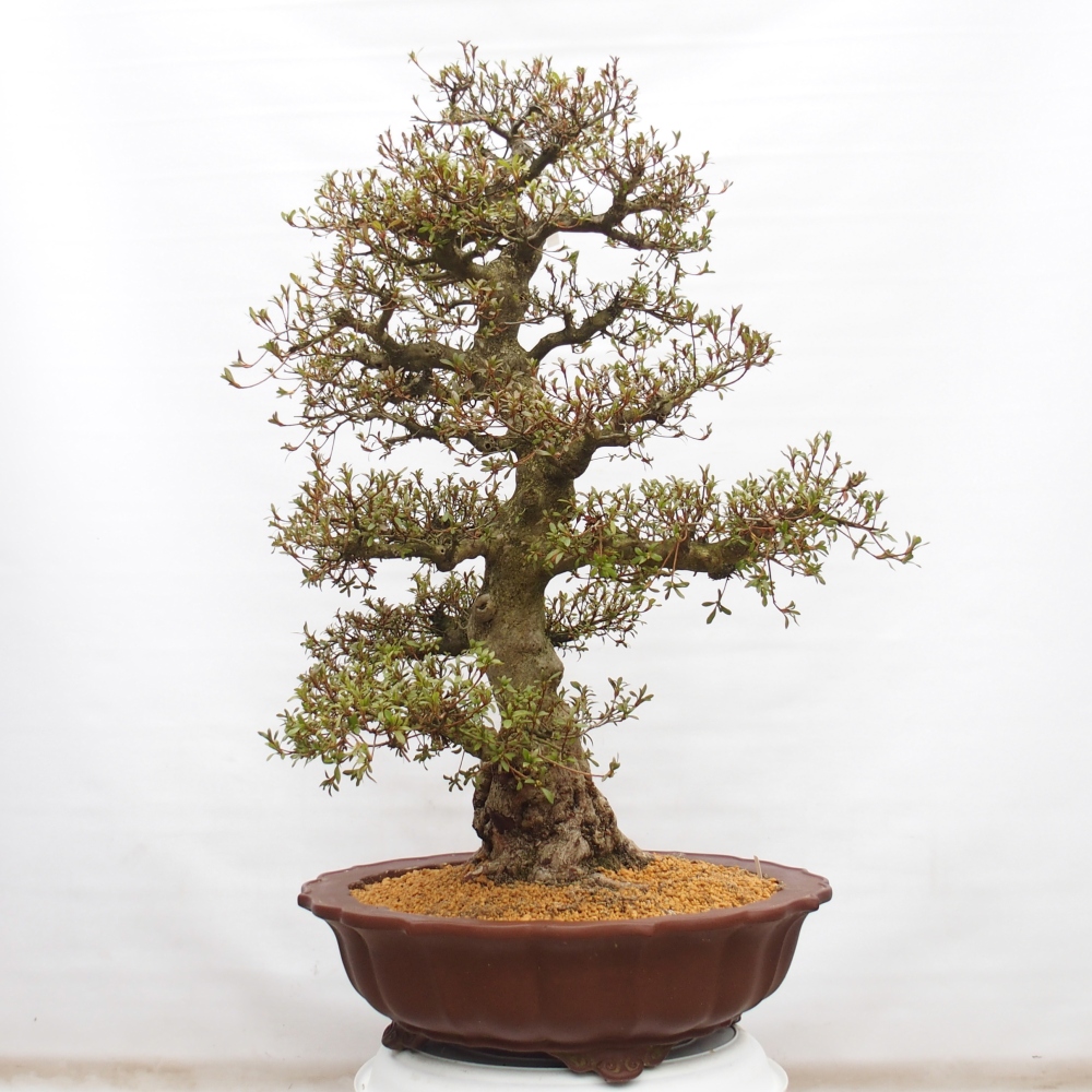 Bonsai da esterno - Azalea giapponese - Azalea Kinu-no-Hikari