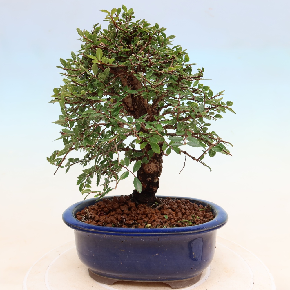 Bonsai da esterno - Zelkova - Zelkova NIRE