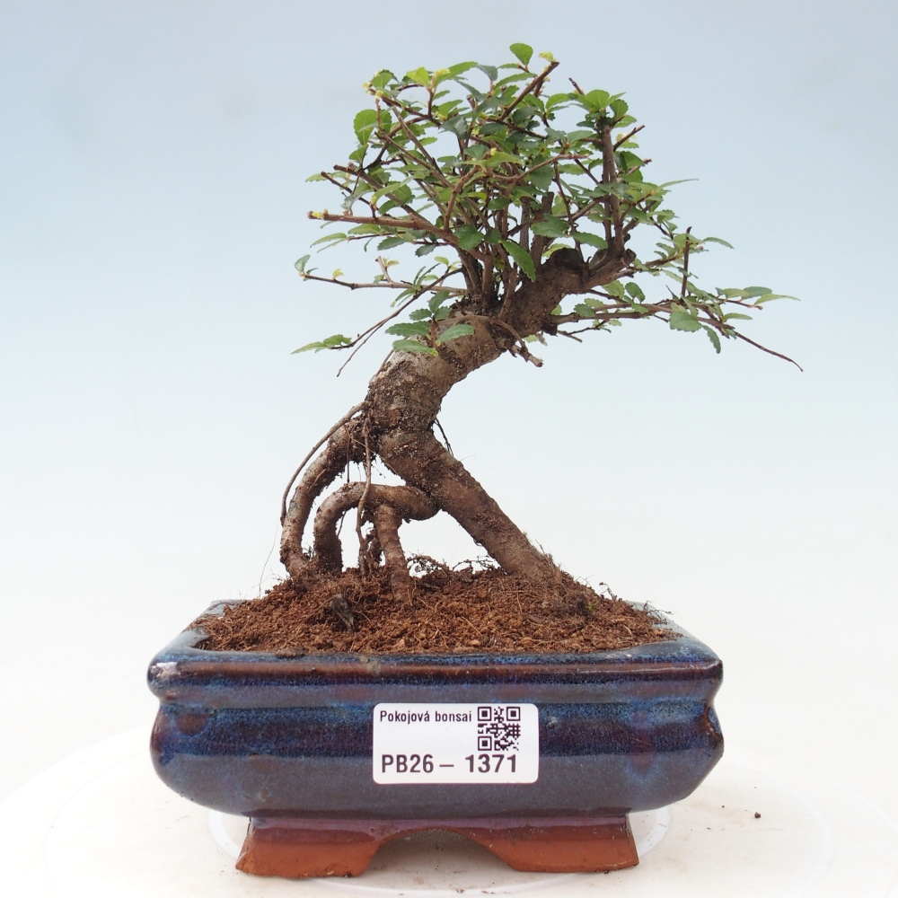 Camera bonsai - Ulmus parvifolia - Olmo a foglie piccole