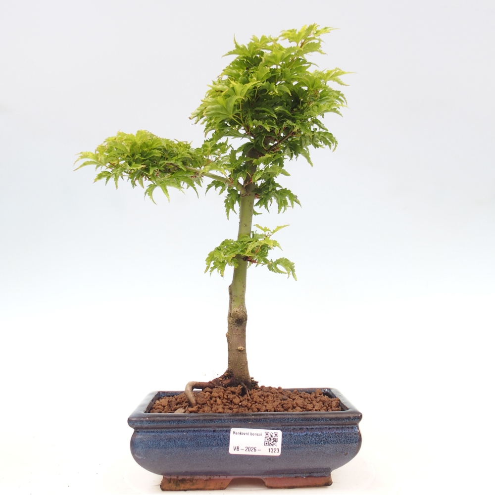 Bonsai da esterno -Palma di Giava Acer palmatum Shishigashira